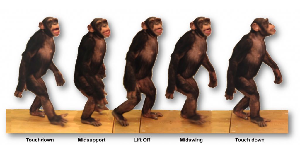 Overview – Chimpanzee Bipedalism Project