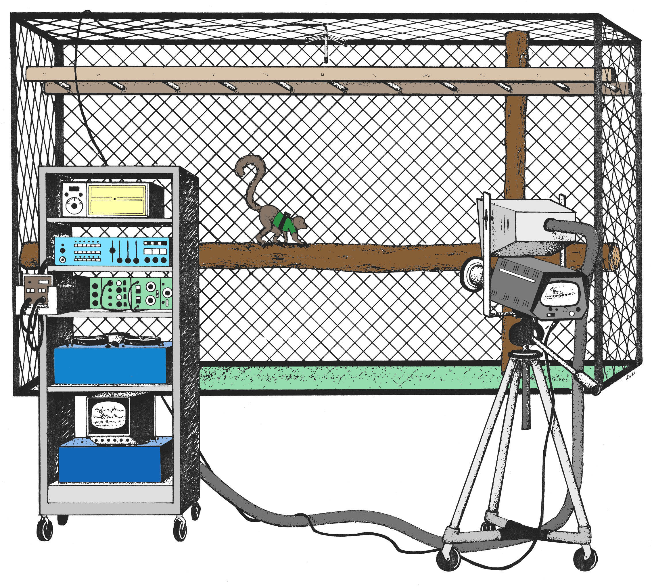 Schematic of Stony Brook Primate Locomotion Lab EMG recording set-up. Illustration by Luci Betti-Nash, nd