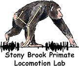 Chimpanzee Bipedalism Project Logo