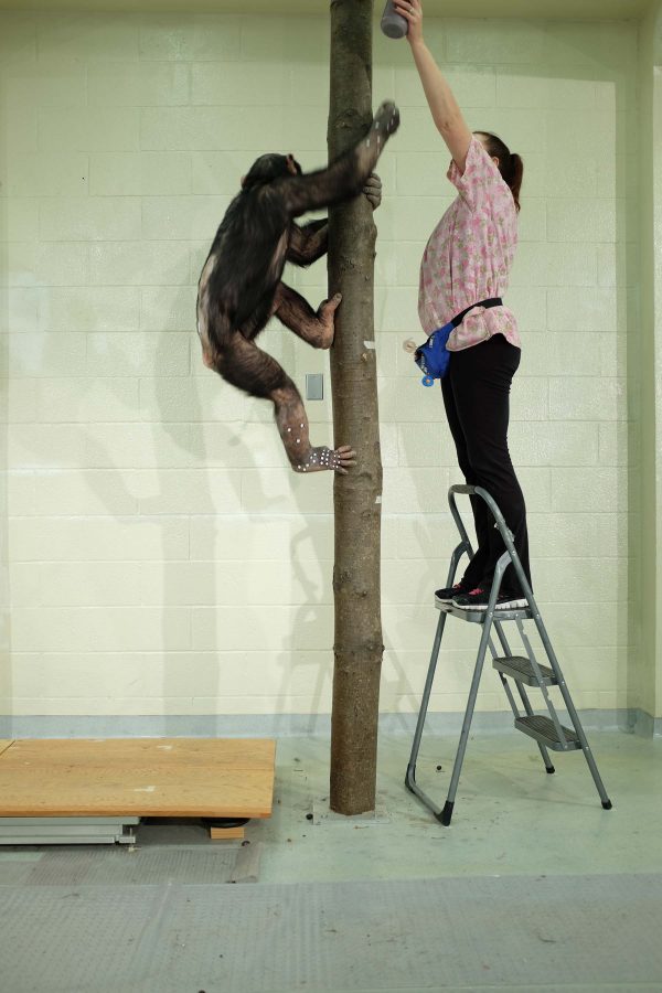 Kinematic data recordings – Chimpanzee Bipedalism Project